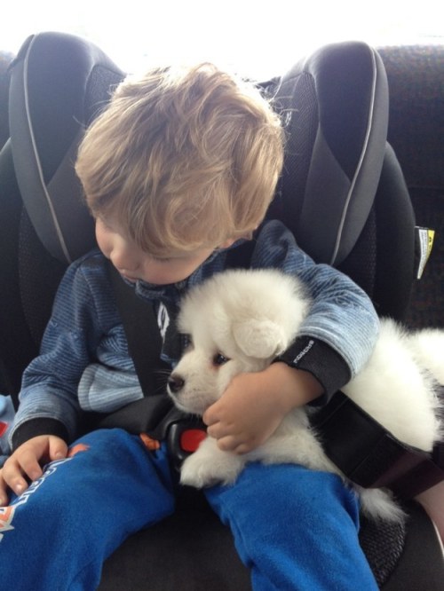 19 Samoyeds Who Will Warm Your Freezing Cold Wintery Heart http://bzfd.it/1ArFSuQ 