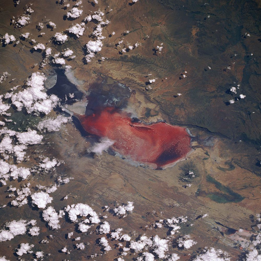 kedreeva:   tiny-gay-munchkin:  kedreeva:  The other day I got a bug up my ass about lake Natron, because I’ve seen the photos of the calcified remains of animals that took a dip in the lake on accident, but I’ve only seen those photos in black and