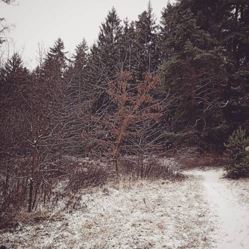 First snow#winteriscoming #forest #forest_masters #woodland #forestwalk #forestwitch #winterwander