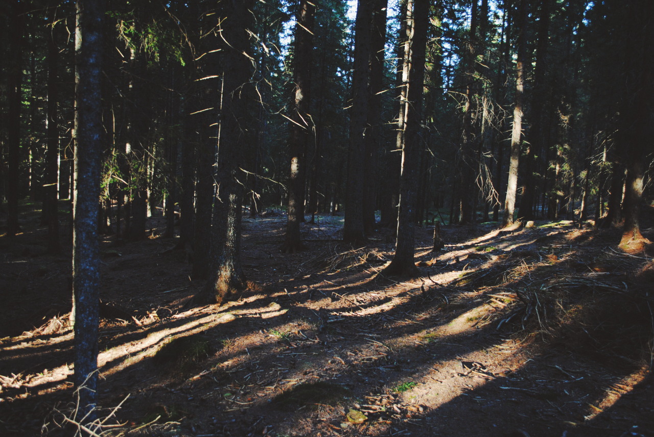 eartheld:  trianglesaremyfav:  Weekend spent in a cabin.   mostly nature 