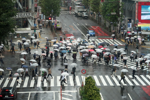 ninetail-fox:a crosswalk ,Shibuya