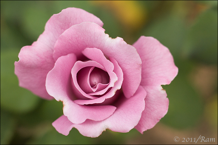 blooms-and-shrooms:   	Purple Rose by Floral Colors    	Via Flickr: 	 