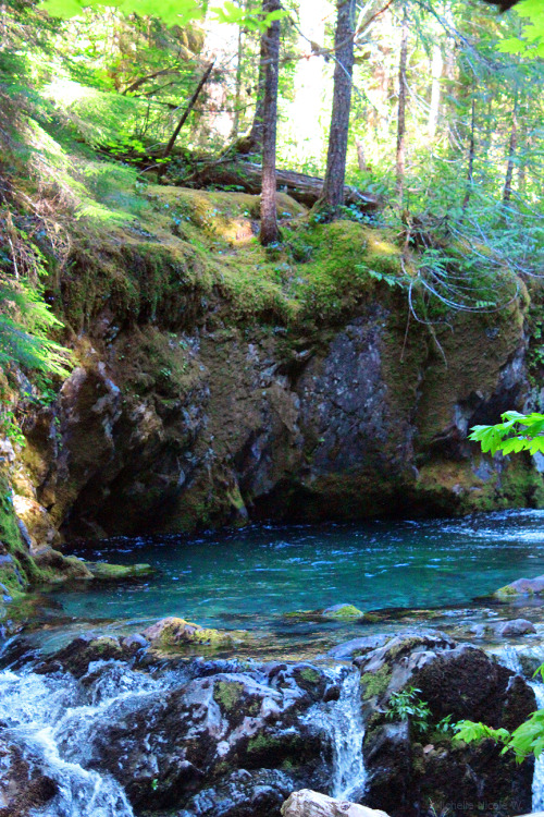 bright-witch: Oregon, old growth forest creek, photography by me. Please do not remove credit!