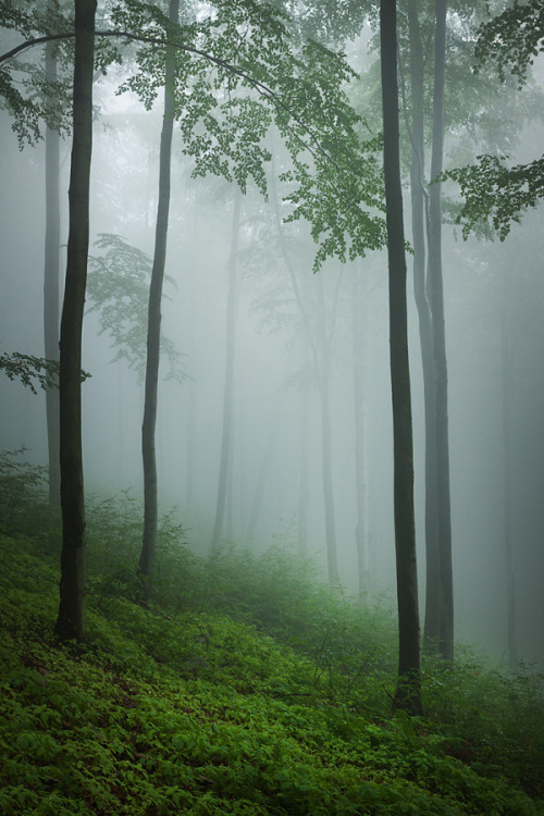drxgonfly: Whispers of the forest (by Joanna Rzeźnikowska)