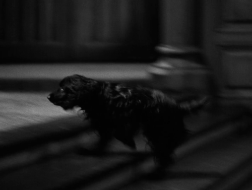 Rebecca, dir. Alfred Hitchcock, 1940Joan Fontaine and a dog