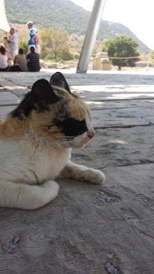 yahootravel:  Happy World Cat Day! Jo is in Turkey today meeting the cats of Ephesus. Everyone says hi.  ×