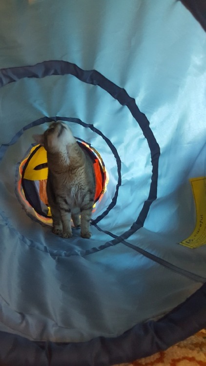 oohlookakitty:My dad sent me pictures of Banjo exploring her new toy