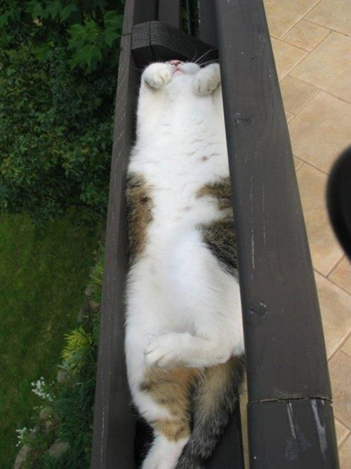 helila: pr1nceshawn:    Cats Can Pretty Much Sleep Anywhere.  have some cats  