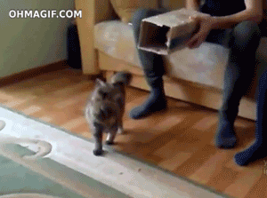 catsdogsblog:  More GIFs http://catsdogsblog.com