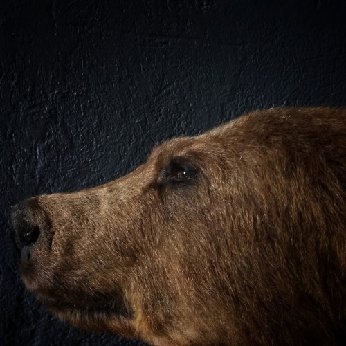 Brown bear.