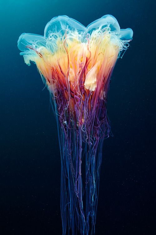 nevver:  Jellyfish, Alexander Semenov 