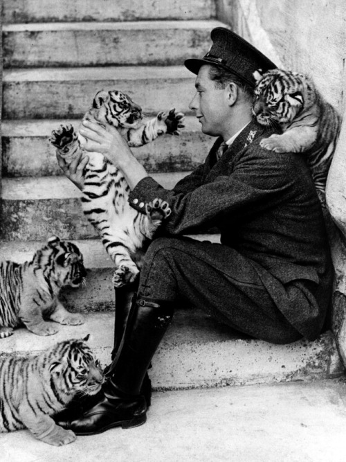 m3zzaluna:  four tiger cubs frolic like kittens with their keeper at whipsnade zoo, england, 1937 ph