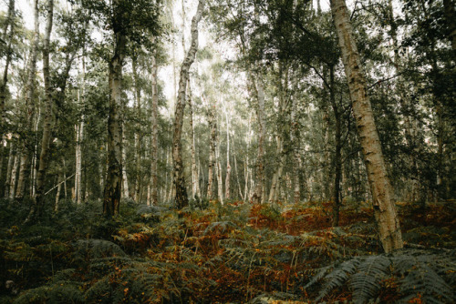 stereocolours: Every time I visit this woodland I feel like i’m going back in time.hiadammarsh