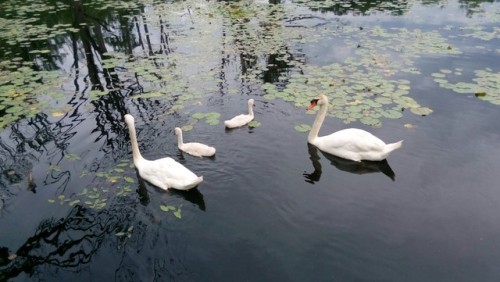 Some Swans and their babies. I took this after I was done at work at some dock near there.