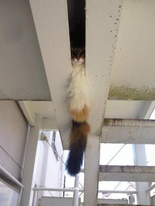 catasters:“Not Stalking. Just Watching You…”