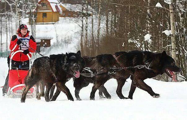 Proper Wolfdog Care