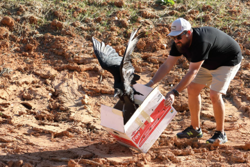 crc-rehab-blog: Black vulture patient #20556 was released last week!   Why is this so exci