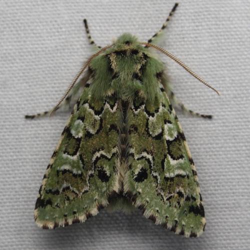 eumorpha-dream:What a joker! This Feralia jocosa showed up at my sheet on April Fools Day. Fitting r