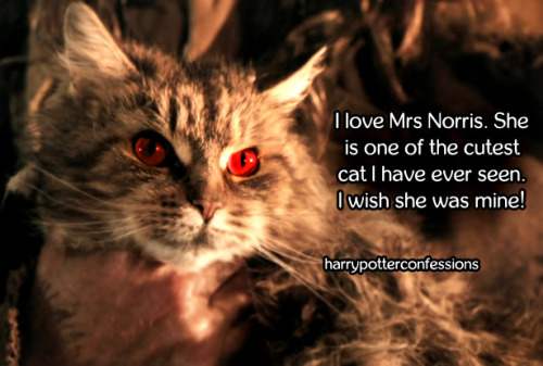 harrypotterconfessions:I love Mrs Norris. She is one of the cutest cat I have ever seen. I wish she 