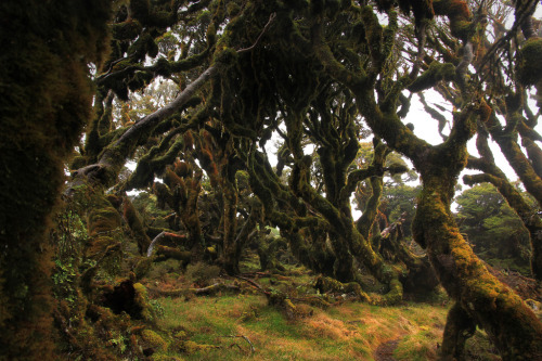 exiled-elf: goblinforest by dorthrithil