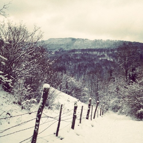 elanoree:Took some snowy pictures today :’)