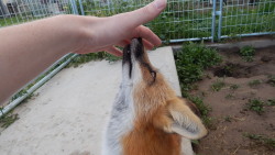foxesarethebestanimals:  She’s just a super photogenic foxy, so loving, so derpy, especially when she sticks her nose on the lens, asking me “can I has camera?” Foxes are so beautiful, so unique, and just magical. No other animal like them, and
