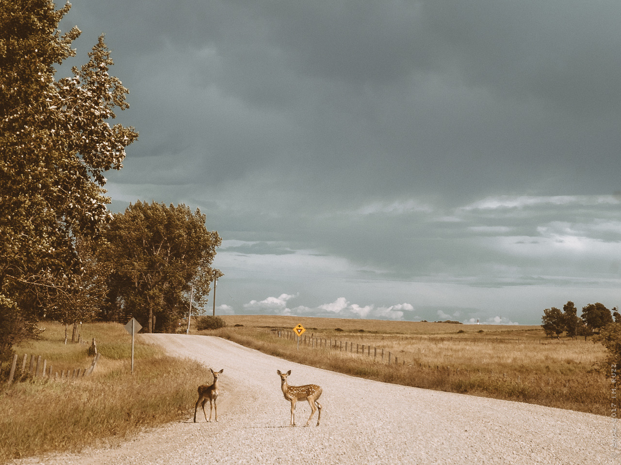 thisherelight: the fields are starting to turn gold.. are we ready for this?