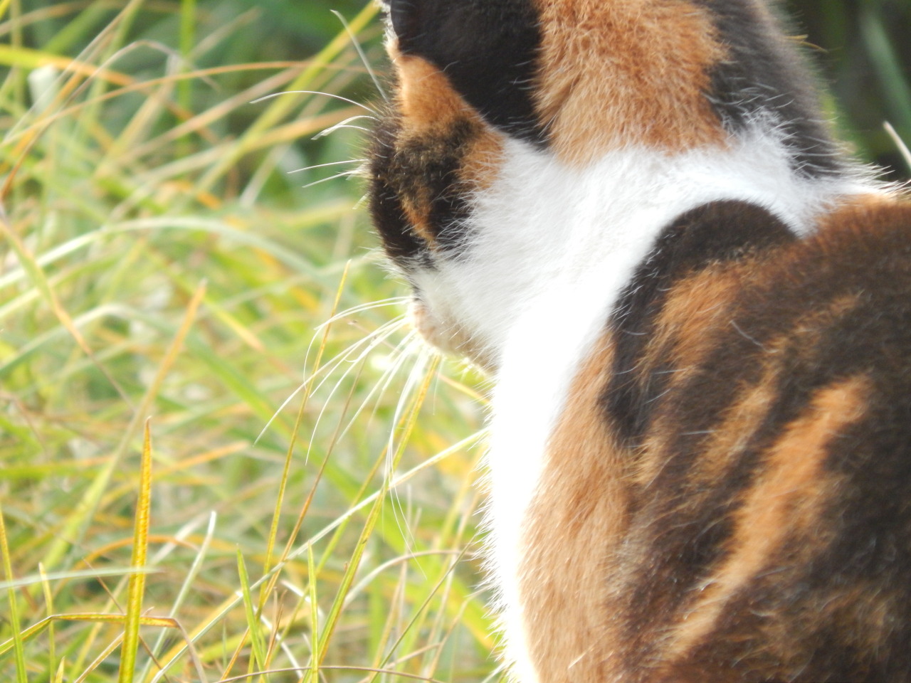 &lt;3 Katzenkumpel :D