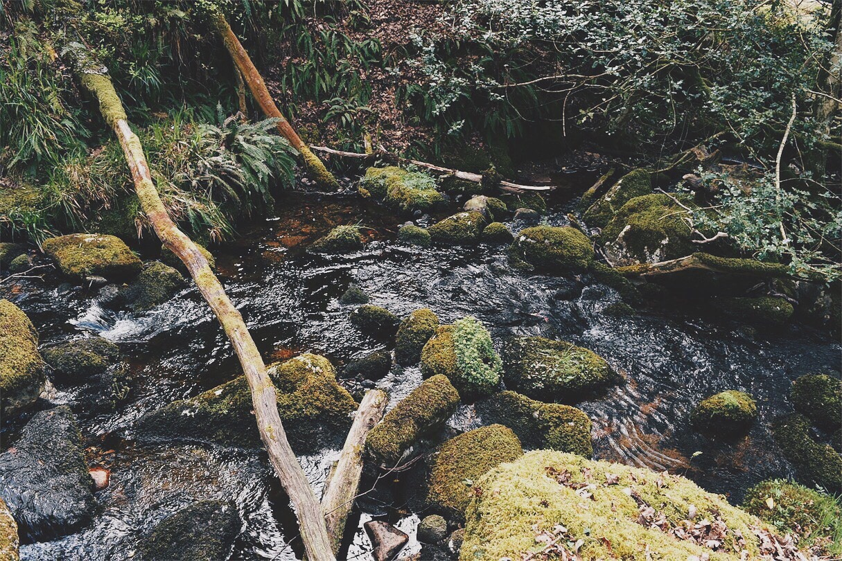 sunfl0wer-spirit:
“The hidden forests and rivers down in the valleys of Dartmoor are mostly covered in moss and everything looks so ancient and mystic and magical 🌿
”