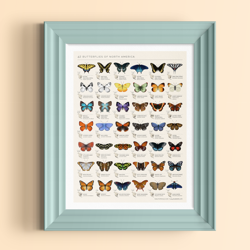 tabletopwhale:
“This week I made an animated chart of butterflies! These are all butterflies that you can find throughout North America, and I picked the 42 that I thought were the most colorful and unique.
You can check out the full sized GIF here...