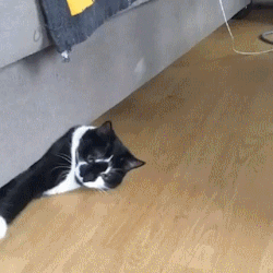 Cat GIF Central