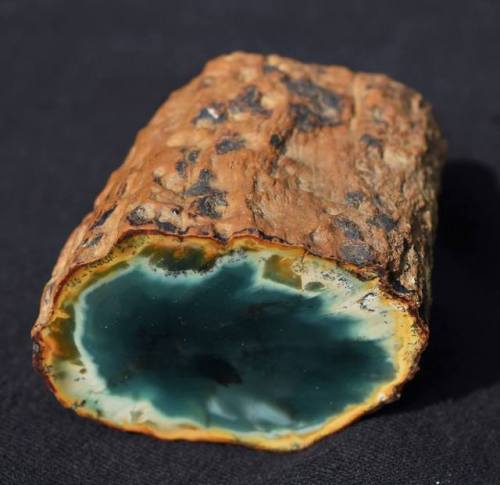 earthstory: Green petrified woodSome 200 million years ago in the Triassic of what is now the Gokwe 