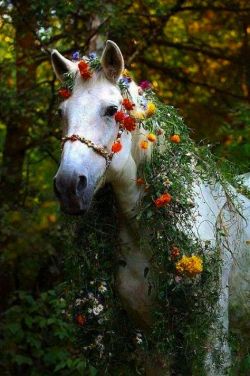 afairyheart:  For The May QueenCHEVAL