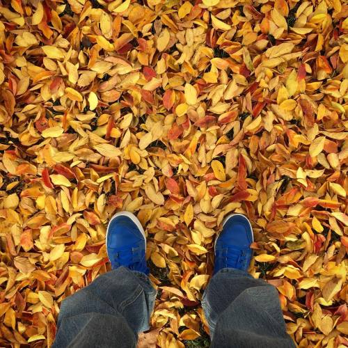 Belated Fall #lookingdown #leaf #leaves #yellow #orange #blue #colors #shoes #fall