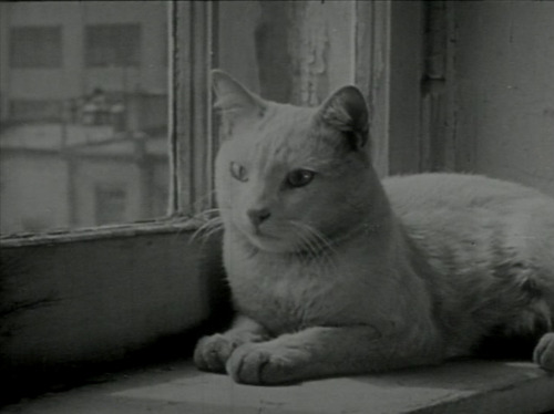 ozu-teapot: The Private Life of a Cat | Alexander Hammid / Maya Deren | 1946 Those darn heteronormat