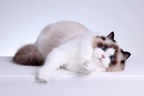 Amazing Ragdoll cat!© Photo by Amy Works