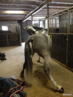 saxonogy:  withabigblackhorseandacherrytree:  Majestic scratchies!  horses are the best animals  Oh sure mom (or dad) grab the camera instead of helping me itch