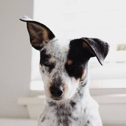 elenamjacobs:
“kora_heeler
”