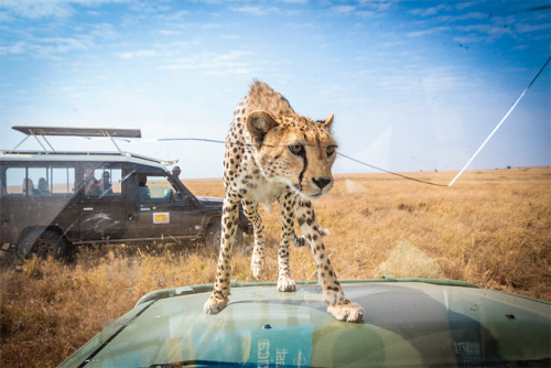 mymodernmet:Photographer Bobby-Jo Clow found herself face-to-face with a cheetah cub who approache