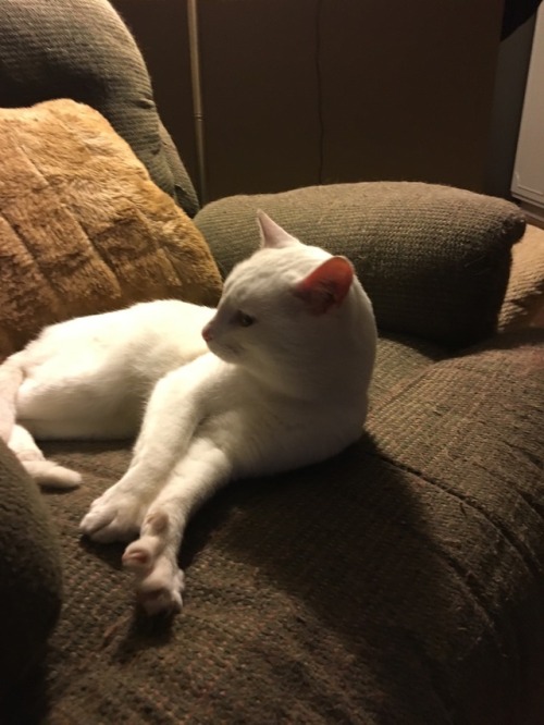 softcats: softcats: Male White Cat Found Hagerstown, Maryland. My stepmom found him at work. He&rsqu