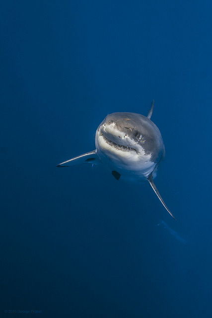 animals-are-hype:
“ Great white shark… by George Probst on Flickr
”