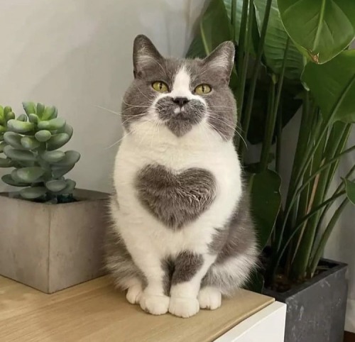xeptum:heart cat !!! porn pictures