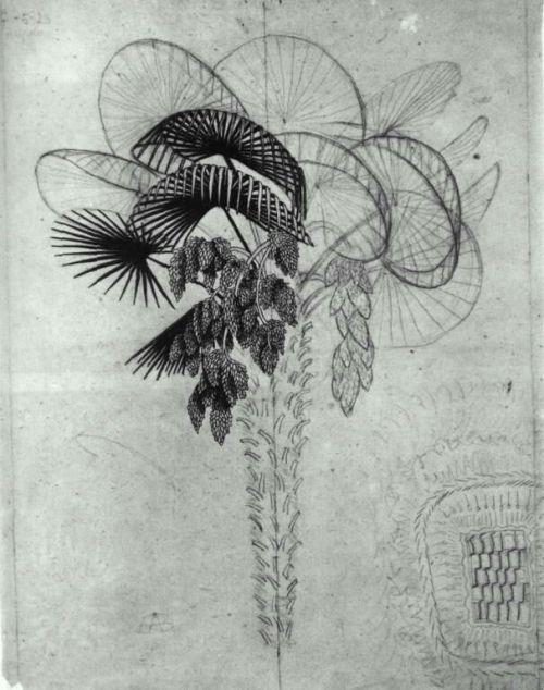 artist-mcescher: Palm Tree sketch, 1923, M.C. Escher