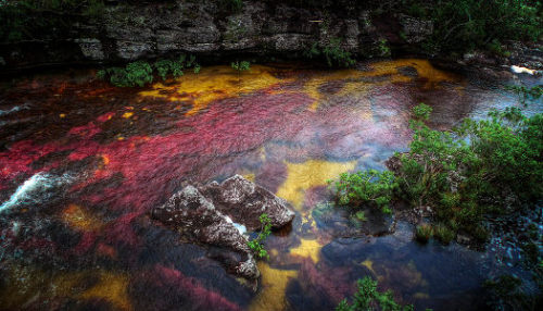 odditiesoflife: The Most Colorful River in the World For most of the year, Caño Cristales in Colombia looks like any other river: a bed of rocks covered in dull green mosses are visible below a cool, clear current. However, for a brief period of time