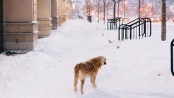 handsomedogs:   Snowy day   Syng Shin 