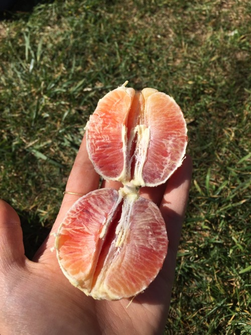 Blood oranges baby so tasty