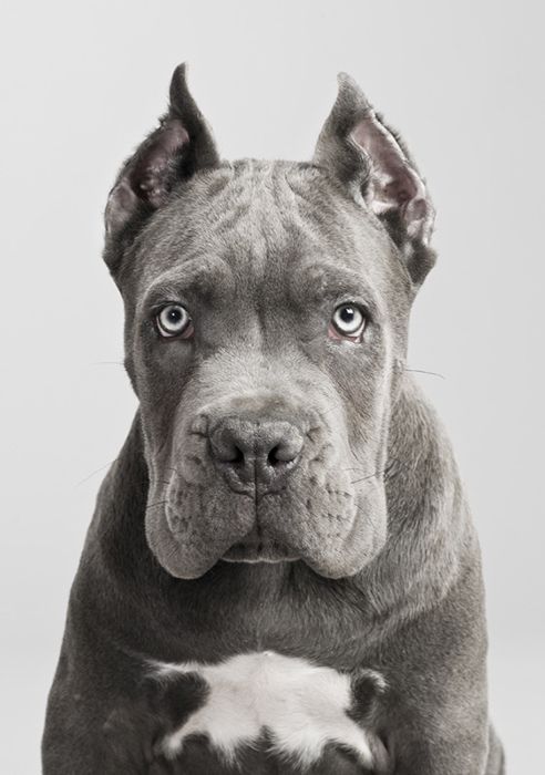 dogsandpupsdaily:  - Cane Corso. Want more? Follow:http://dogsandpupsdaily.tumblr.com/