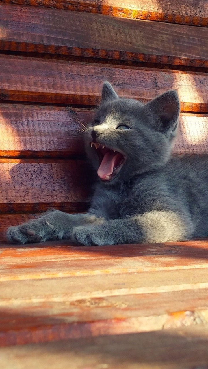 Cats