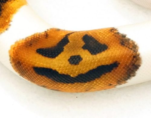 end0skeletal:Pumpkin is a piebald ball python (Python regius) bred byKevin McCurley. The unique jack