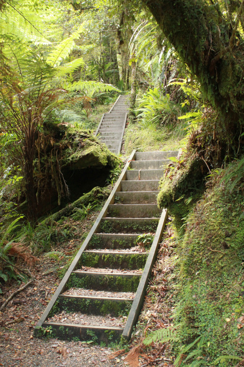 fredpostles: Punakaiki Rainforest, New Zealand 2013 Fred Postles Prints here.
